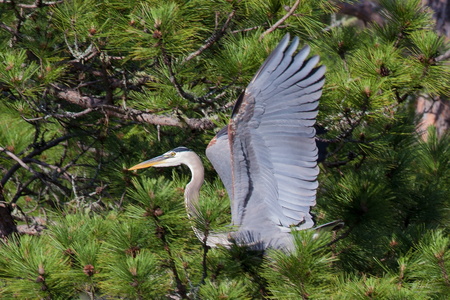 Heron Roosting