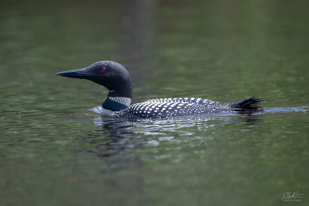 Great Northern Loon