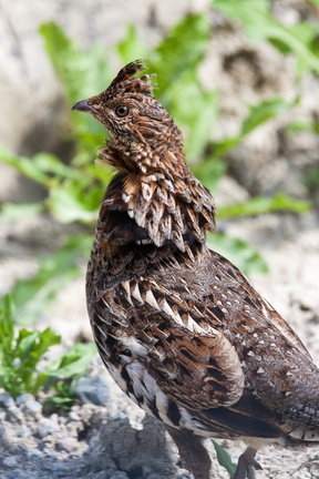 Pheasant Hen