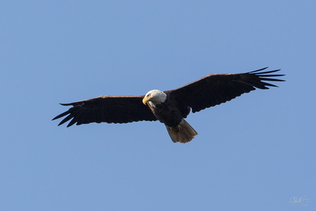 Bald Eagle in Flight