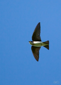 Bluebird in Flight