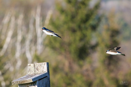 Bluebirds in Flight