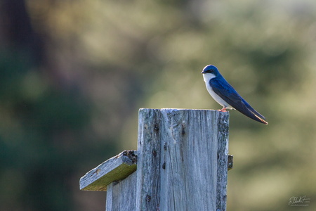Bluebird