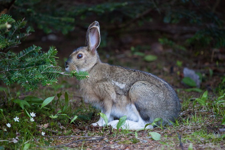 Snowshoe Hare
