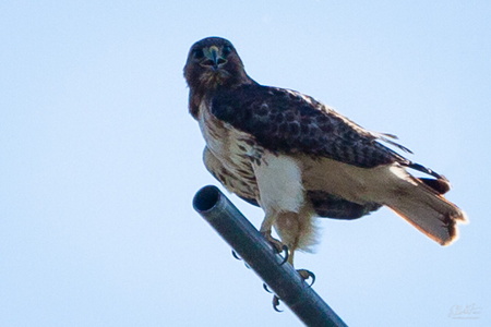 Red-Tailed Hawk