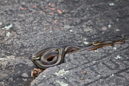 Eastern Garter Snakes