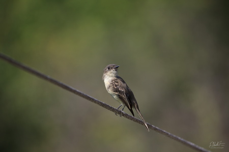 Eastern Phoebe