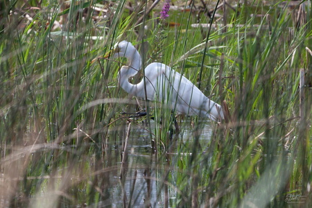 Great Egret