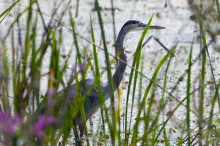 Blue Heron