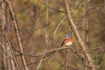 Bluebird