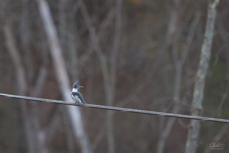 Kingfisher on a Wire
