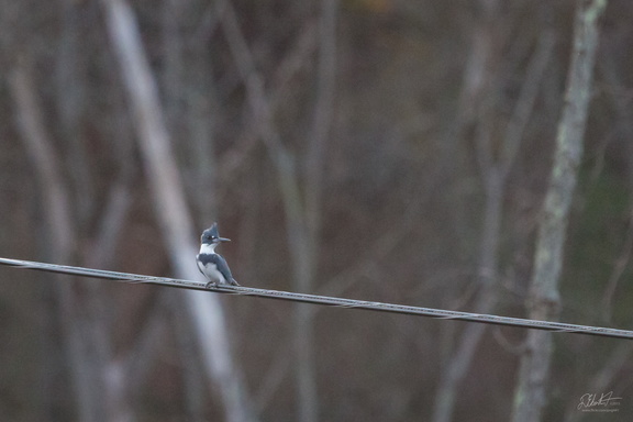 Kingfisher on a Wire