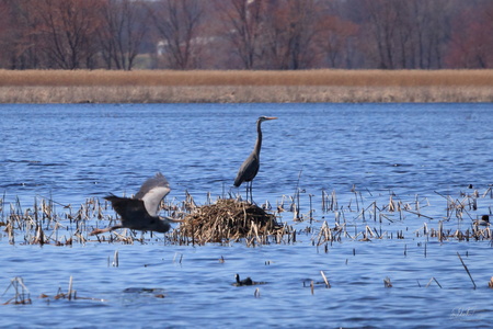 Herons