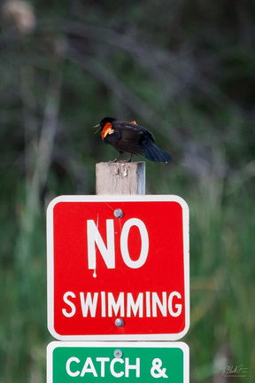 I Said, NO SWIMMING!