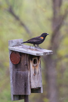Blackbird on a Box