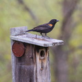 Blackbird on a Box