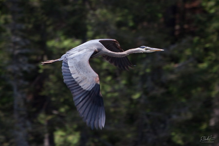 Blue Heron in Flight