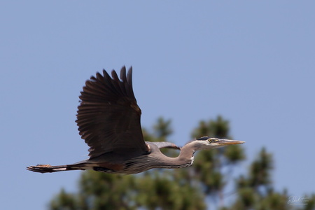 Blue Heron in Flight