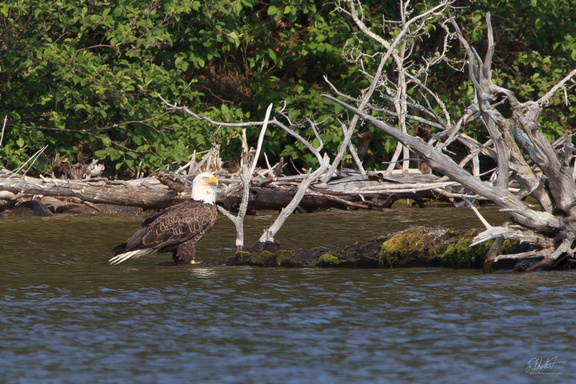 Bald Eagle in the Bay