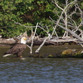 Bald Eagle in the Bay