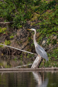Blue Heron