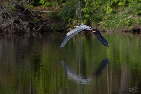 Blue Heron
