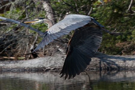 Heron Takes Flight