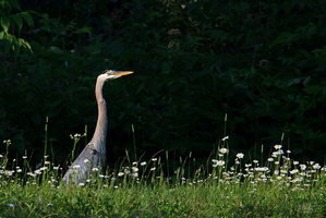 Blue Heron in the Daisies