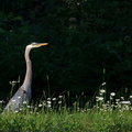 Blue Heron in the Daisies