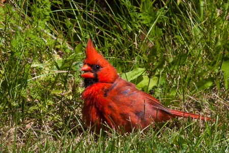 Cardinal