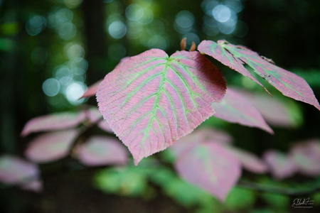 Signs of Fall