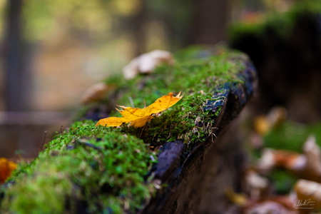 Moss