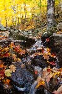 Dappled Brook