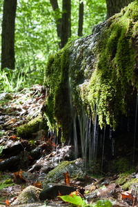 Mossy Brook