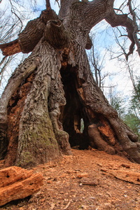 The Hobbit Tree