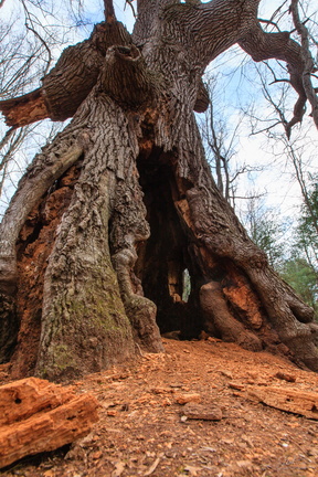 The Hobbit Tree