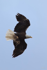 Nestbuilding