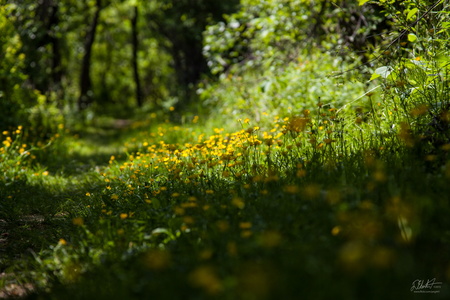 More Wildflowers