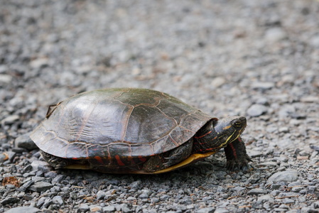 Turtle Crossing