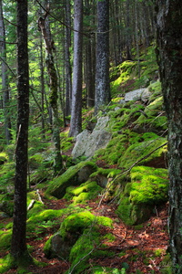 Glowing Green