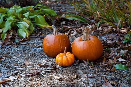 Pumpkins
