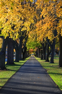 Schonowee Avenue