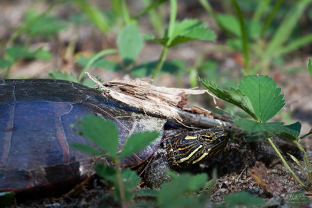 Eastern Painted Turtle