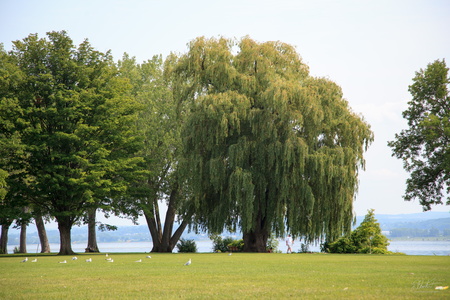 Lakeshore