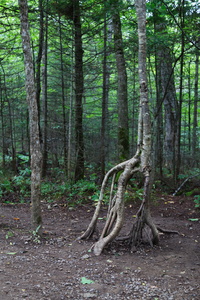 Uprooted