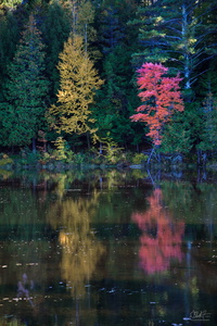 Reflections
