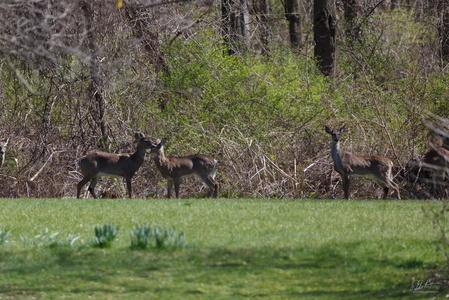 Herd