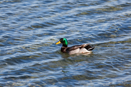 Mallard