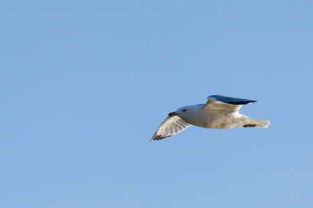 IMG 4343
