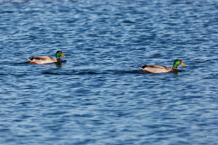 IMG 4378